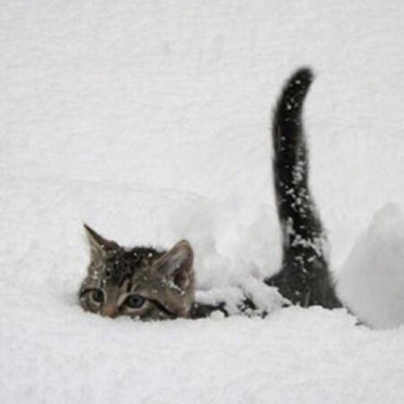 CALAMARI-SAN - Finance